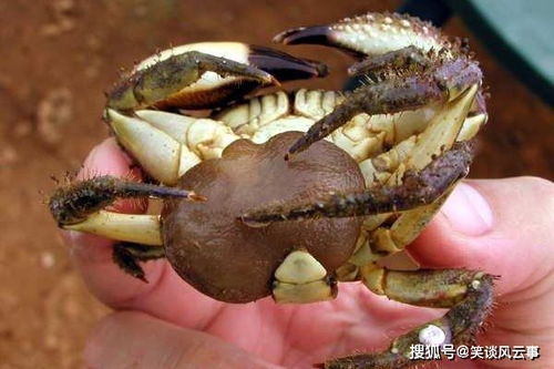 揭秘史前螃蟹，探寻神秘生物的历史与奥秘之旅