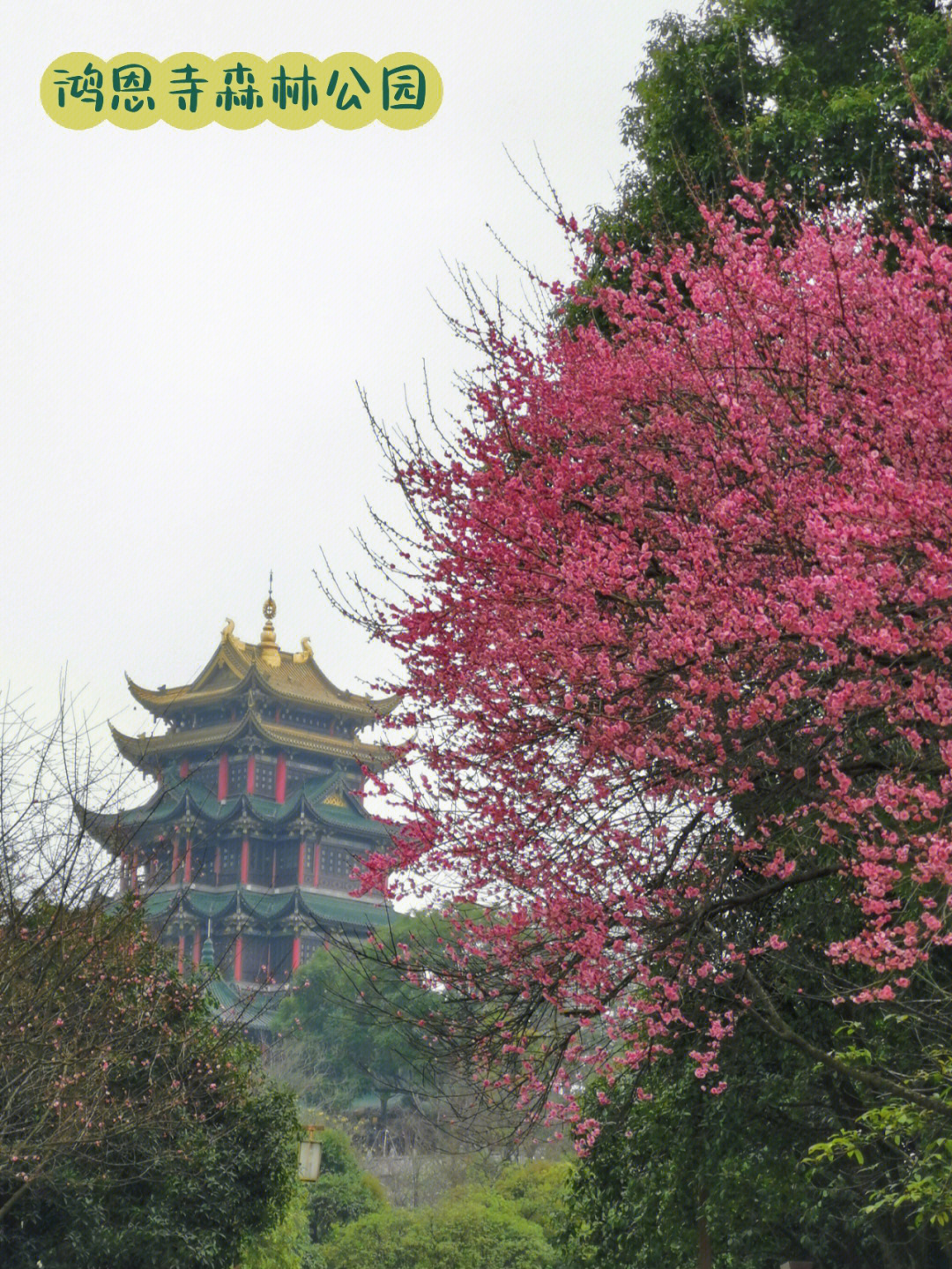 鸿恩寺森林公园的起源与发展，探寻最早历史脉络的足迹